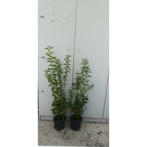 PIANTA DI LIGUSTRUM JAPONICUM VASO CM 18 ALTEZZA 60/70 CM (foto reali)LIGUSTRO