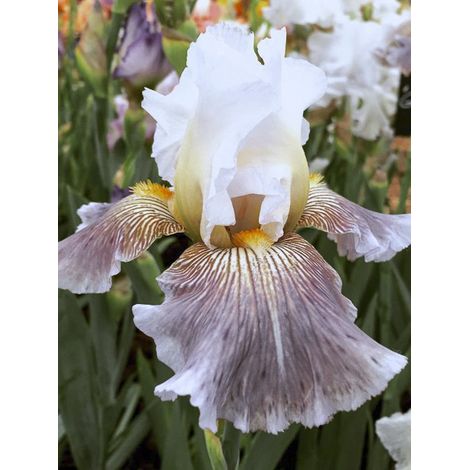 Iris des jardins 'Ciel Gris sur Poilly ' Rhizome, Calibre 10/15, qualité extra