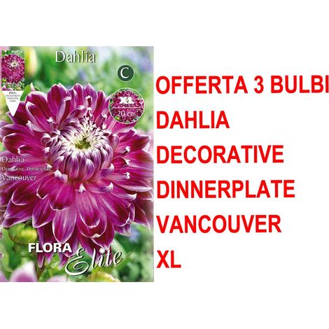 OFFERTA 3 BULBI PRIMAVERILI DI DAHLIA DINNERPLATE VANCOUVER XL BULBES BULBS