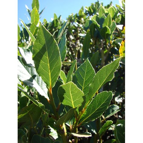 Laurel (Laurus nobilis) 3 talee/cuttings  spice