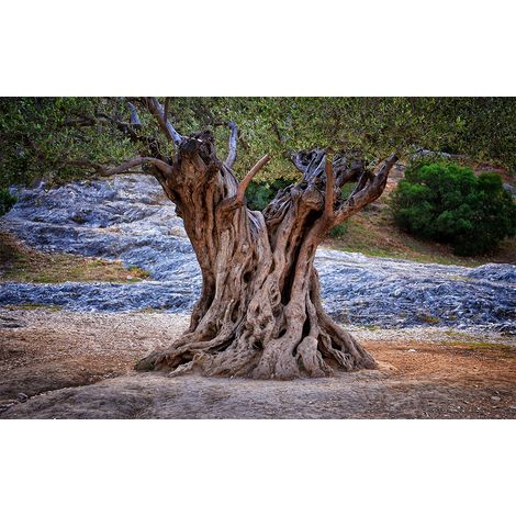 Affiche nature olivier centenaire - 60x40cm - made in France (1/5)