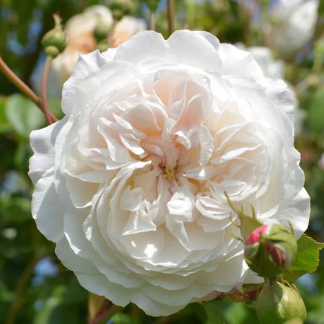 Gardenaria Rosa 'The Albrigton Rambler' - Rosa da giardino - Altezza: 40/50 cm (vaso20) (1/5)