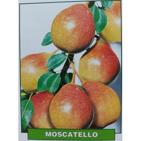 Pera Moscatello - pianta di 3 anni