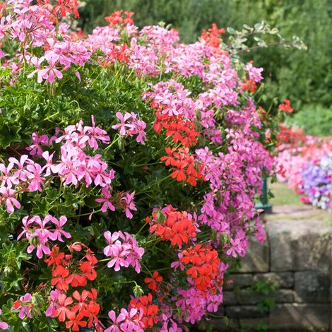 Bloomique - Lot de 6 - Pelargonium Peltatum - Géraniums retombants - Plantes de jardin - 15-20 cm de haut - Pot 10,5 cm