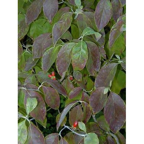 Cornouiller à grandes fleurs Pot de 7,5L/10L (1/4)