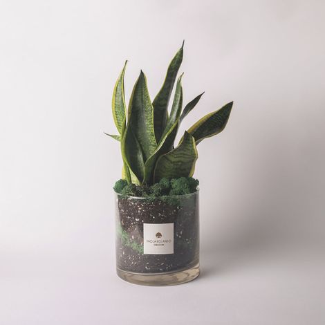 Sansevieria en pot de verre cylindrique avec mousse stabilisée Amazonia