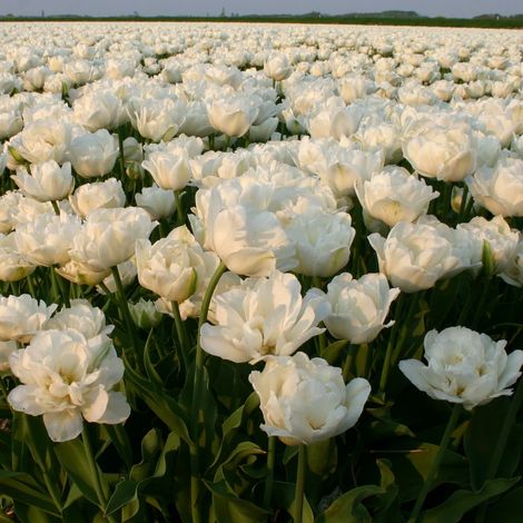 bulbi di TULIPANI MOUNT TACOMA 11/12
