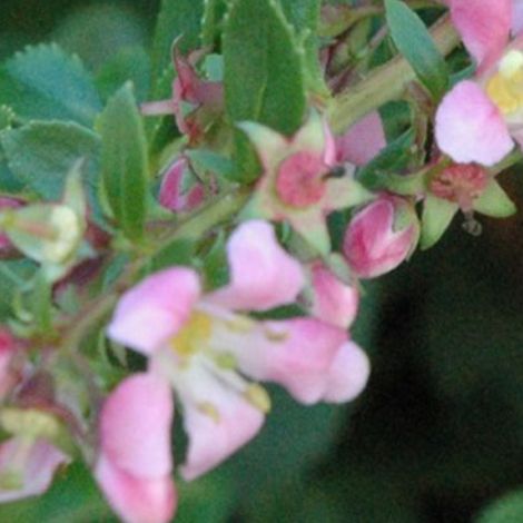 Escallonia 'Dart's Rosyred' - 40-50 cm pot (1/4)