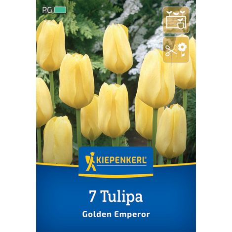 Kiepenkerl Herbstblumenzwiebel Fosteriana-Tulpe Golden Emperor 7 Pflanzen (1/2)