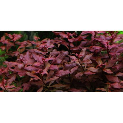 Aquarium Pflanze Ludwigia palustris Nr.335B