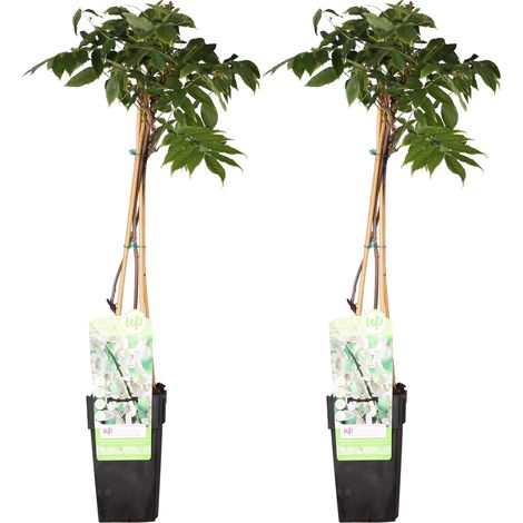 Lot de 2 Glycines Blanches Wisteria floribunda Longissima Alba Grimpantes Hauteur 65 cm Pot Ø 15 cm - PANGIVO (1/4)