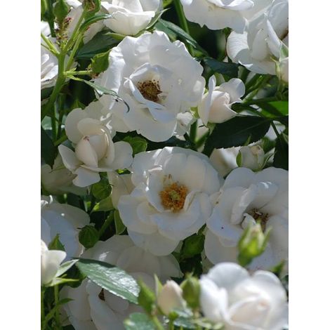 Rosier Thé moderne 'Aspirin'® Pot de 2L/3L (1/2)