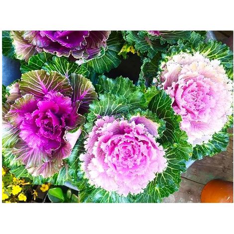 Graines Chou Ornemental Japonais 200 – Chou Coloré Comestible pour Jardin, Balcon et Massifs Fleuris (1/5)