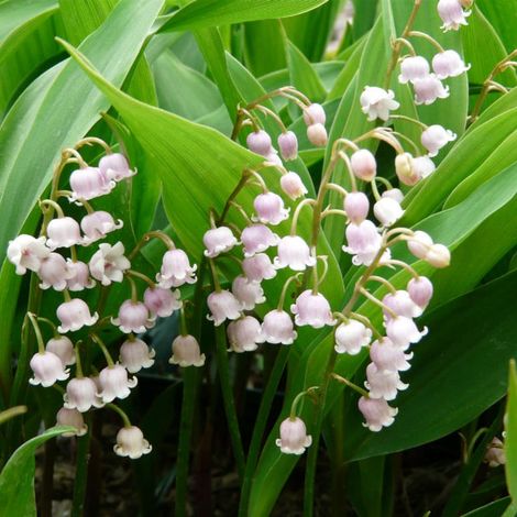 4 x Convallaria maj.  - Convallaria majalis 'Rosea'  - godet 9x9