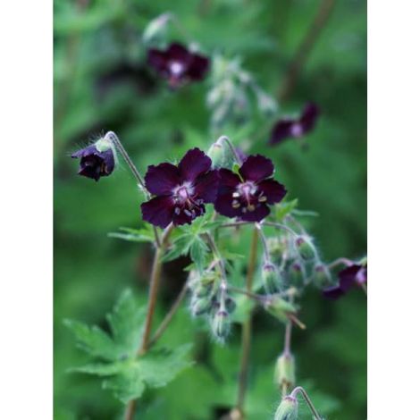 Géranium vivace livide 'Mourning Widdow' Godet de 8/9 cm (1/2)