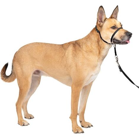Collar antitirones para perros con cordón de 1,5 m, Redirige los tirones de tu perro para facilitar los paseos, negro (1/5)