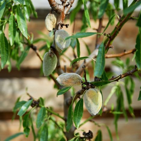 PIANTA DA FRUTTO MANDORLO FILIPPO CEO in vaso 20 età 2/3 anni (foto reali)