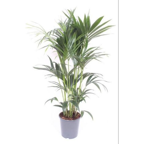 Howea Forsteriana Kentia Palmier Plante d’intérieur élégante pot 24 cm H120 cm - PANGIVO