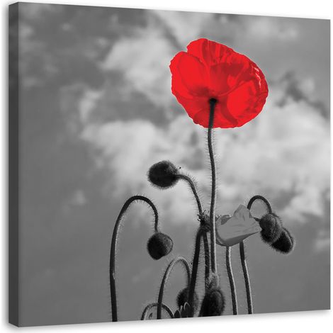 Tableau sur toile Coquelicots rouges Nature 50x50 (1/5)