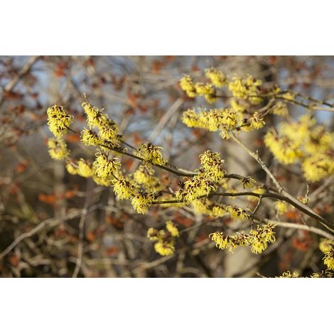 Zaubernuss 'Primavera' Hamamelis intermedia 'Primavera' C 5 40- 60 (1/5)