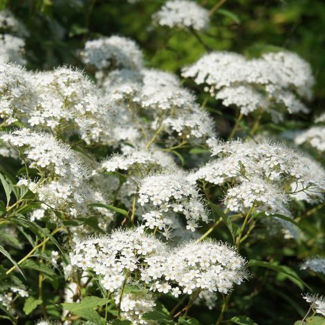 Spirée japonica albiflora - Spiraea japonica albiflora 30/40 cm Pot 3L (1/5)