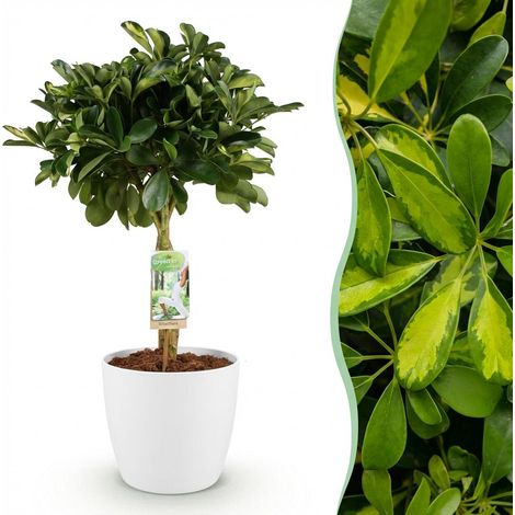 Schefflera Gold Capelle Plante d'intérieur Arbre à Doigts Vert et Or avec Pot Blanc 21cm 70-81cm - PANGIVO (1/5)