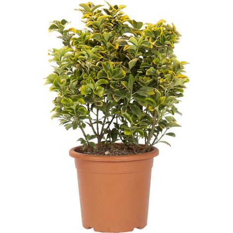 Euonymus Japonicus Aurea - Evonimo Giapponese - Piante da Esterno - H 60-80 cm Vaso Ø 24 cm