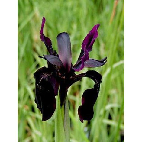 Iris rhizomateux sans barbe de Sibérie 'Black Night' Godet de 8/9 cm (1/2)