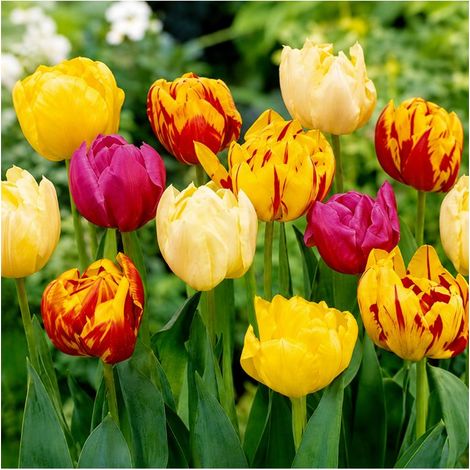 Tulipes doubles Sgaravatti 6 bulbes en mélange, fleurs généreuses à l'aspect de pivoine pour massifs - 617124 (1/3)