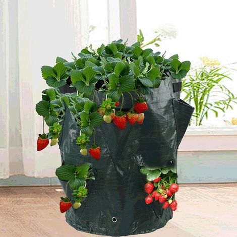 Sacs de Culture pour Fraise, 2PCS 43L/10 Gallons Sac de Legumes, Tissu Non-tissé Sac de Plantation avec Fenêtre, Sac de Legumes de Jardin (35X45CM (8 ports)) (1/5)