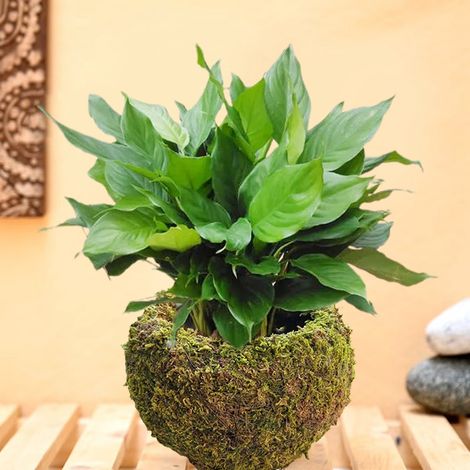 Pot à bonsaï de style japonais kodama en boule de mousse. Matériaux : mousse et fil fin. (1/5)