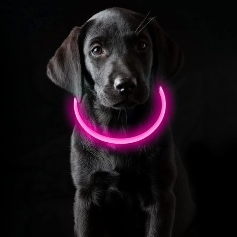 Adjustable 70cm Light-Up Collar, USB Rechargeable, Waterproof, 3 Light Modes, Pink, Suitable for Small, Medium, and Large Dogs and Cats (1/5)