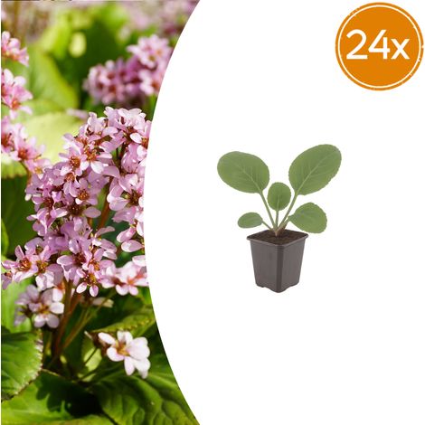 Lot de 24 Bergenia cordifolia Plante des savetiers Vivace Couvre-sol Persistante Rose Ø9cm - PANGIVO (1/5)