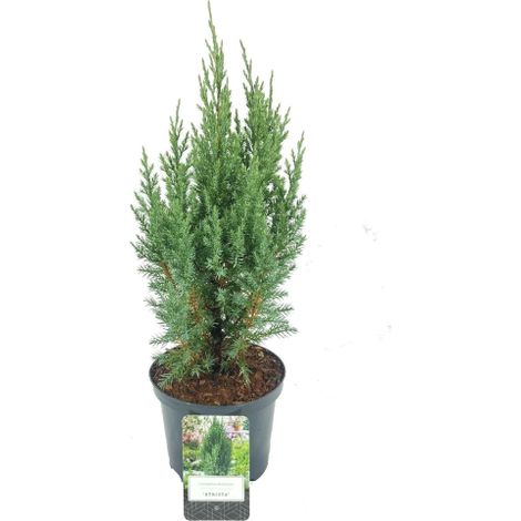 Ginepro cinese "Juniperus chinensis Stricta" pianta in vaso ø18 cm (1/5)