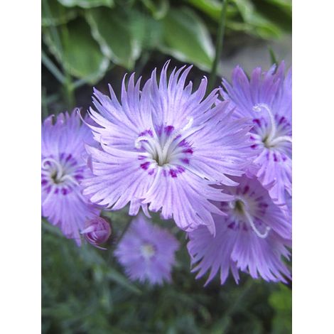 Oeillet du fleuve Amour 'Siberian Blues' le sachet de 350 graines (0,2g) (1/2)