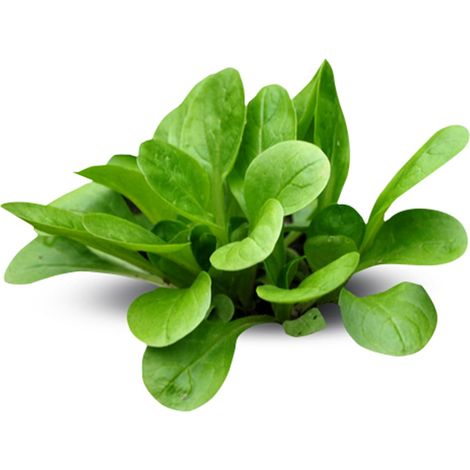 Semi di valeriana piante per orto e giardino coltivazione domestica e professionale