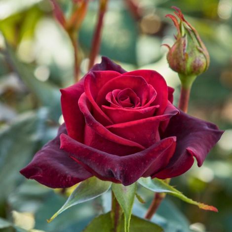 Gardenaria Rosa 'Black Magic' - Rosa da giardino - Altezza: 40/50 cm (vaso20) (1/2)