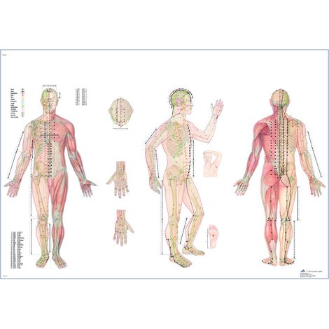 3B Scientific – Laminato Corpo Agopuntura Poster – Poster Protetto da UV e Polvere per Studio, Insegnamento e Cliniche