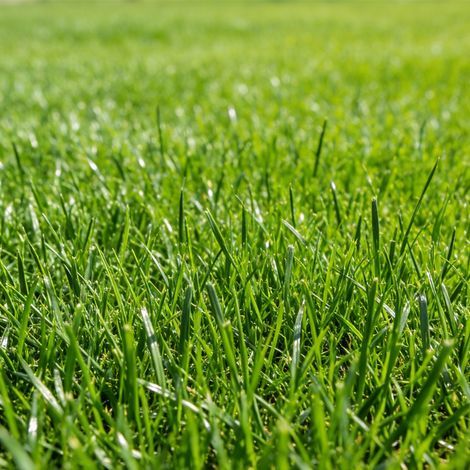 Weidelgrassamen, 500 g, hochwertiges Grassaatgut, zum Begrünen, Anpflanzen und Renovieren von Rasenflächen. (1/5)
