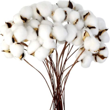Branche De Coton Tige Naturelle Ferme Fleurs Séchées Branches De Coton Plante De Coton Fleurs Séchées Artificielles (20 Pièces) (1/5)