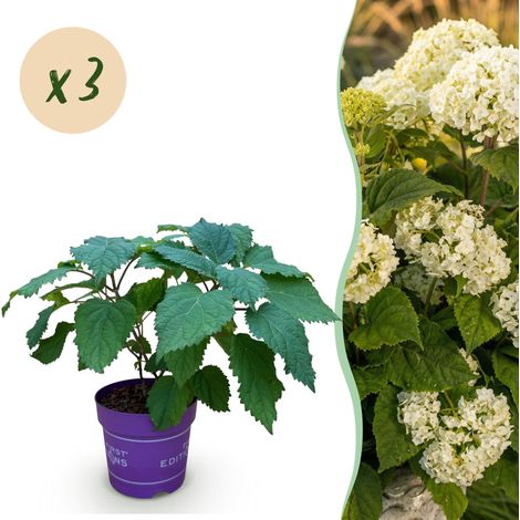 Lot de 3 Hortensias Hydrangea arborescens Blancs - Arbustes de Jardin - Pot 14 cm - PANGIVO (1/5)