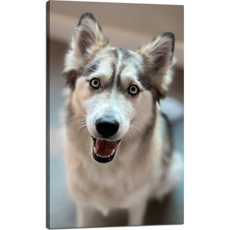 Lienzo impreso con retrato de perro de 60x100 cm.
