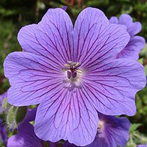 4 x Géranium vivace magnifique - Geranium magnificum  - godet (1/5)