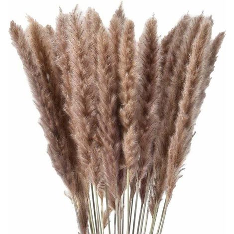 30 x herbe de pampa séchée naturelle, fleurs séchées