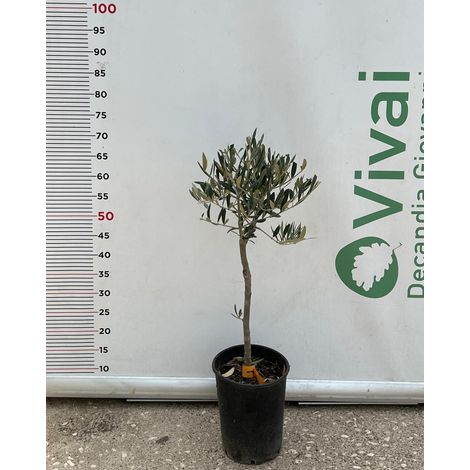 PIANTA DI ULIVO ORNAMENTALE AD ALBERELLO VASO 16 CM (foto reale) pre bonsai