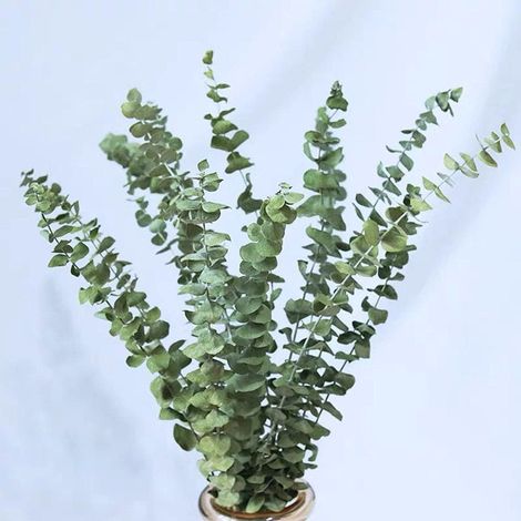 10x Branches d'eucalyptus séché 45 cm, décoration florale naturelle (1/5)
