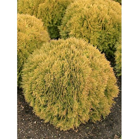 Thuya du Canada 'Mirjam' Pot de 2L/3L (1/4)