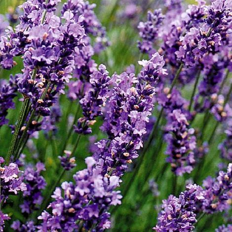 6x Lavande - Lavandula 'Munstead' - Pot 9x9cm (1/2)