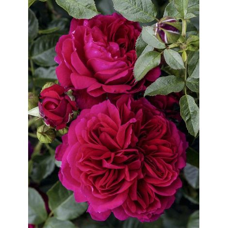 Rosier 'Soul ' Pot de 4L/5L