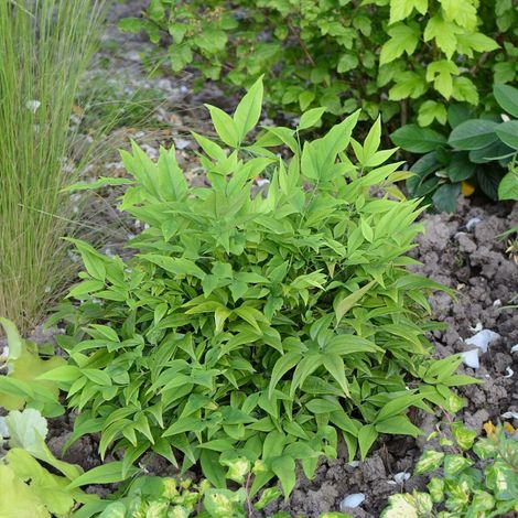 Bambou sacré MAGICAL® Lemon-Lime 'Lemlim', Nandina/Pot de 3L - 20/40 cm (1/4)